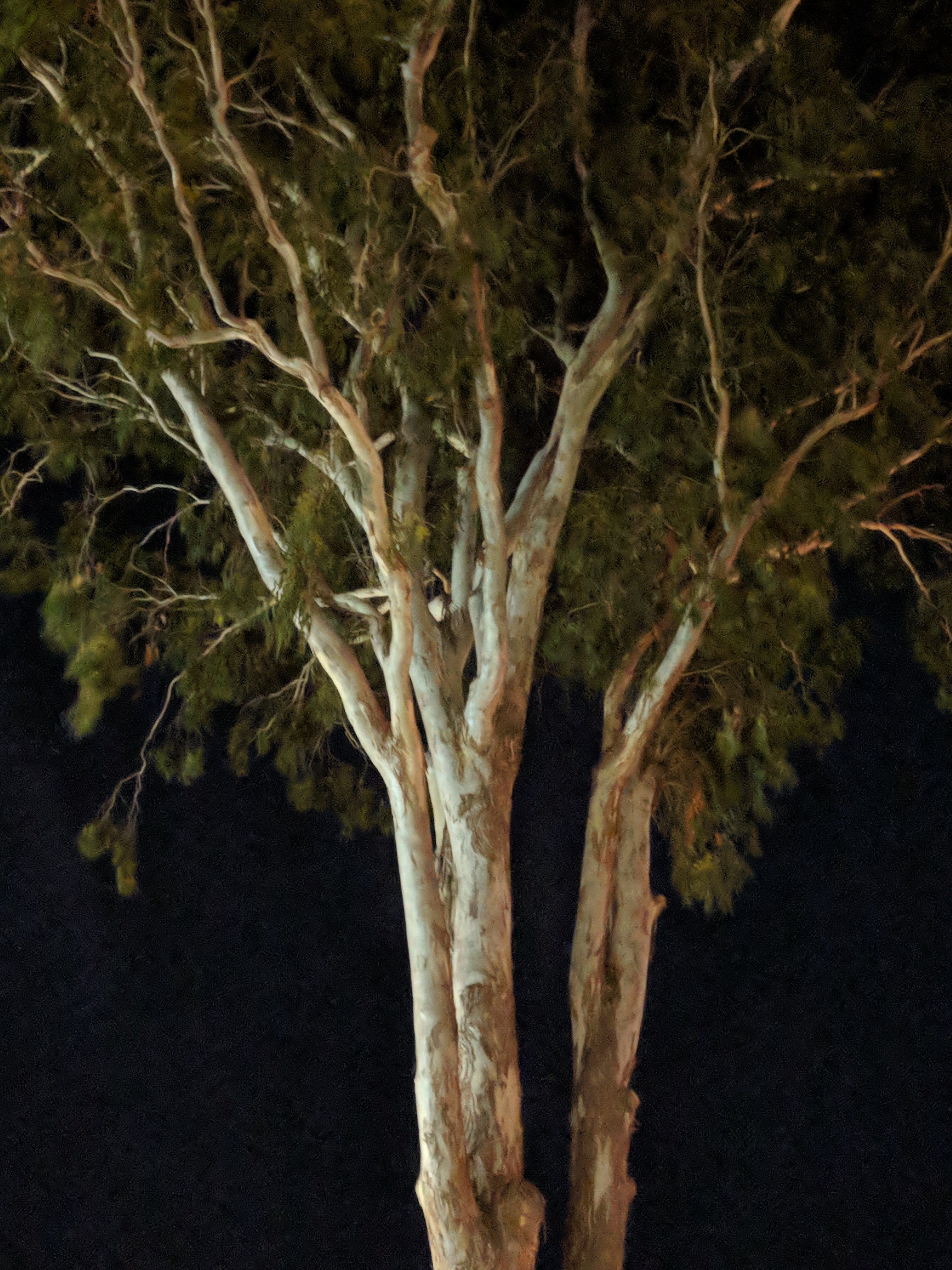 Maker:0x4c,Date:2018-3-4,Ver:4,Lens:Kan03,Act:Lar01,E-Y